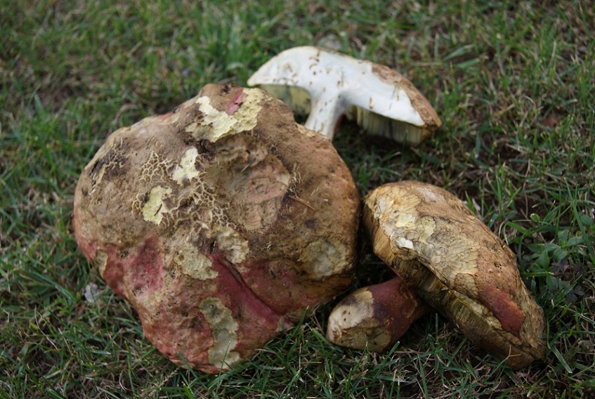 boletus purpureus?